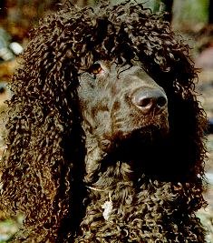 SPANIEL DE APA IRLANDEZ